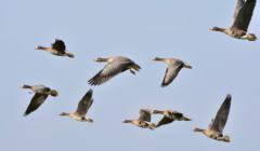 wild-geese-278987_1920