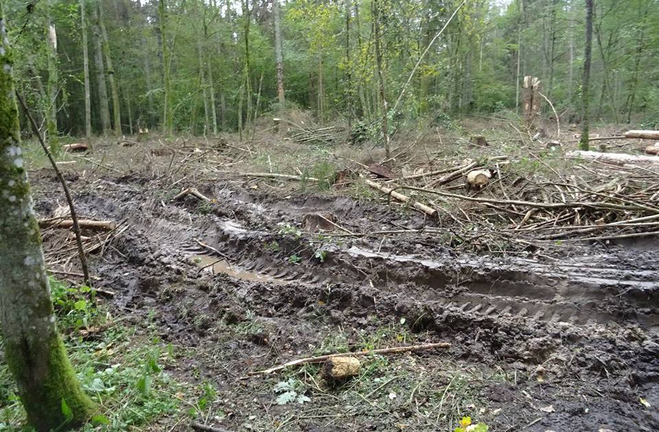 Fot. Fundacja Dzika Plska
