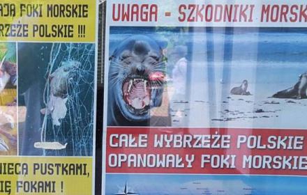 „Trzeba strzelać do fok, bo zaatakują dzieci na plażach”. Hejt rybaków sięga absurdu. A jest rozwiązanie bez przemocy