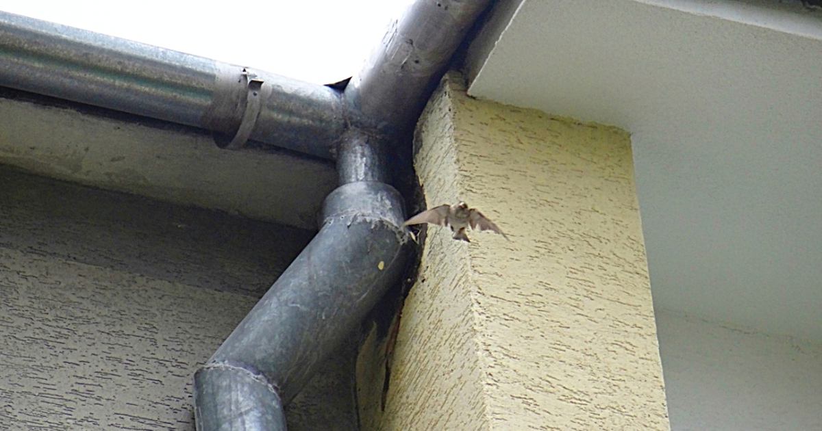 Gniazdo przed usunięciem rury spustowej - jest zakryte, przez co ptaki drapieżne nie mogą się do niego dostać, fot. Ptasi Patrol