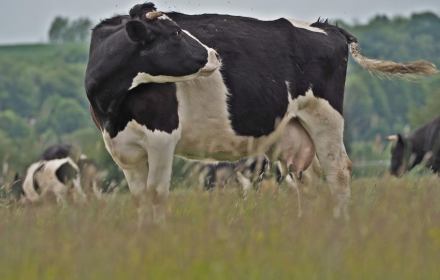 Na zdjęciu: piękna krowa z Deszczna, lekko zdziwiona