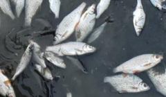 Martwe ryby pod Włocławkiem