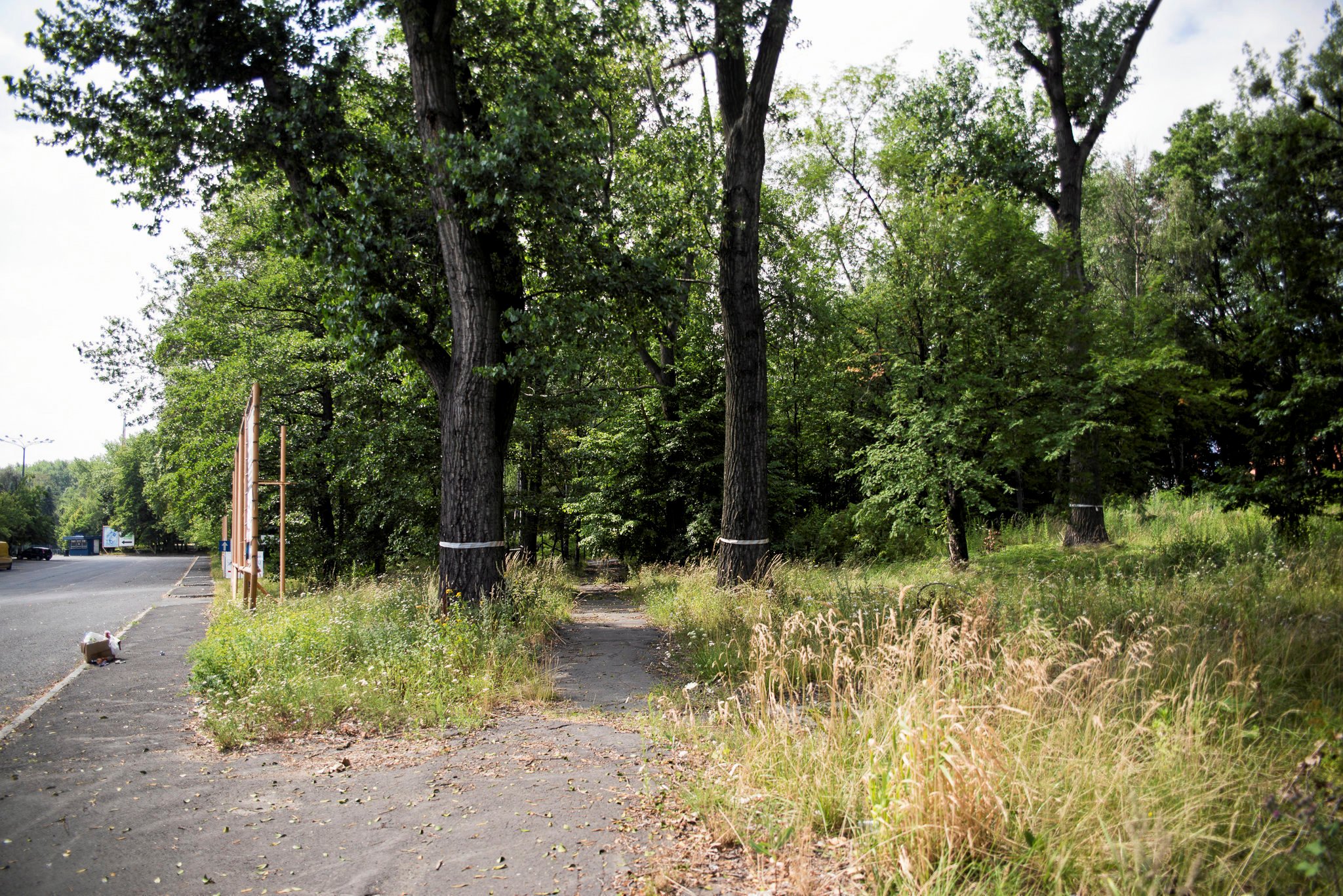 Drzewa na działce należącej do Green Park Silesia; fot. Kamila Kotusz/Agencja Gazeta