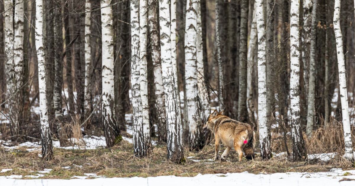Wilczyca trafiona strzykawką ze środkiem usypiającym