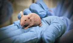 Doswiadczenia medyczne na myszach i szczurach - w Bialymstoku
