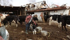 Wieś na północ od Kijowa, 28.03.2022. Rolnik stoi wśród swojego stada krów na tle zniszczonego budynku.