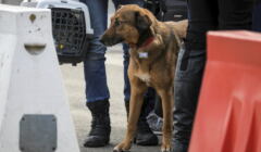 pies na granicy, pomoc zwierzętom z ukrainy