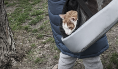Kot schowany w torbie