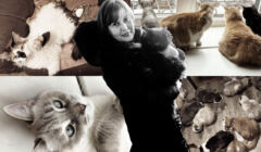 Kolaż zdjęć przestawiających koty. Na pierwszym planie kobieta trzymająca w ramionach kota