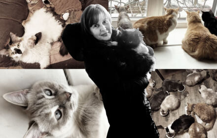 Kolaż zdjęć przestawiających koty. Na pierwszym planie kobieta trzymająca w ramionach kota