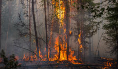 płonący las na Syberii
