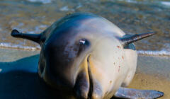 martwy delfin na brzegu