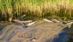 śnięte ryby w kanale gliwickim